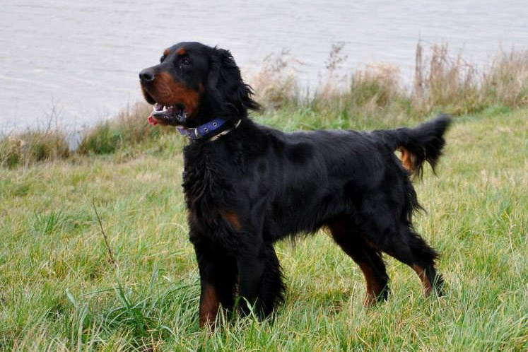 ALBERTA SCOTCH DO POLE