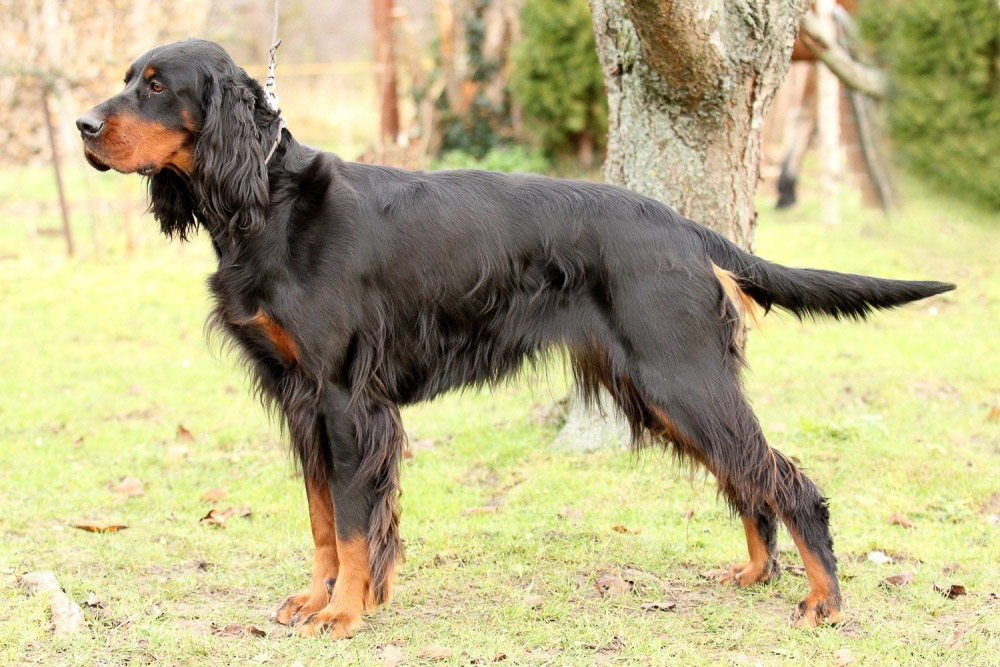 BERETTA Z HOLUBICKÉ STRÁNĚ