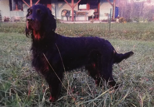 GORDON ROBIN HOOD ÁRES ŠAMARKAN