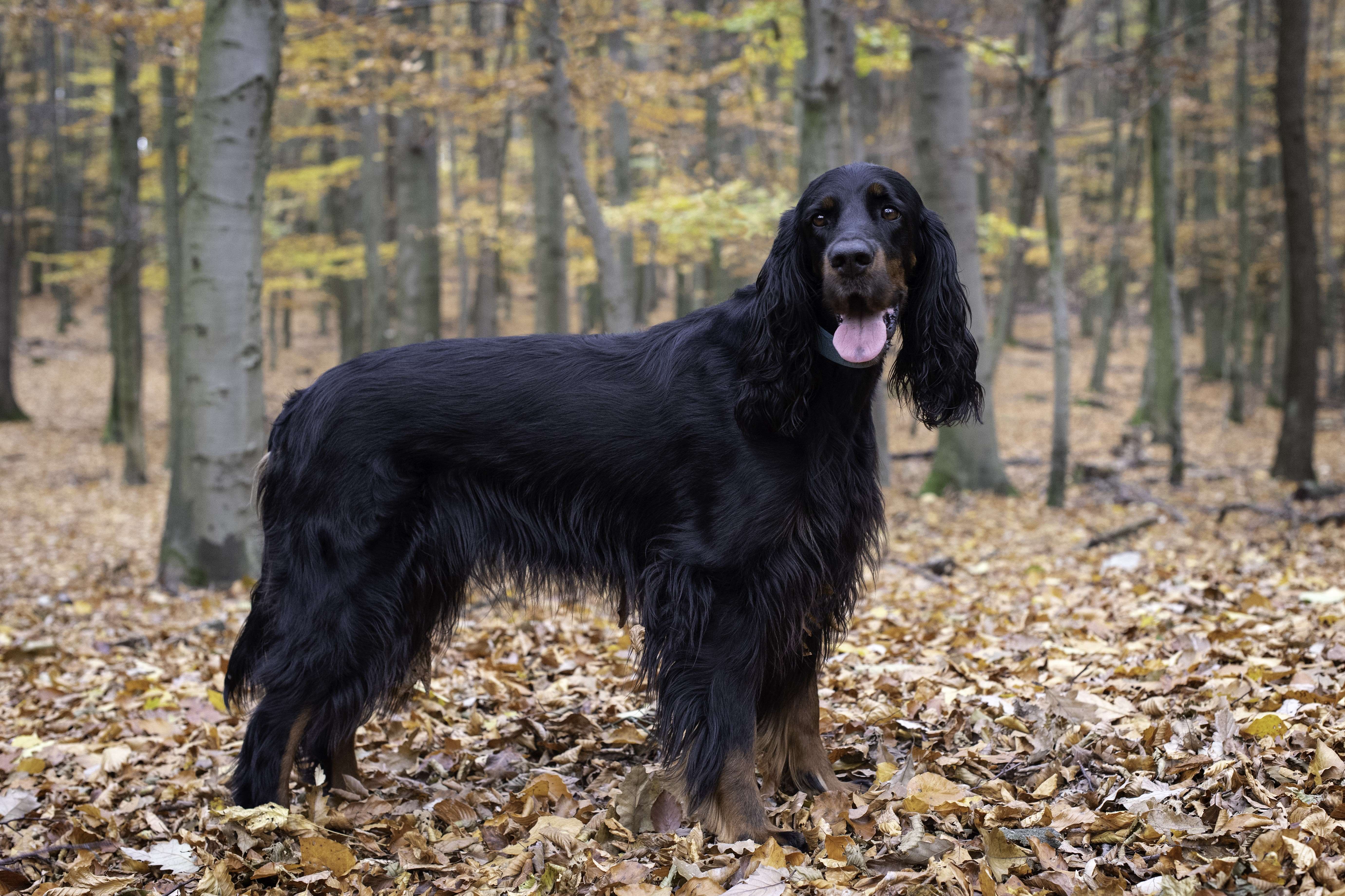 ISLA OF SKYE Z WENYTRY