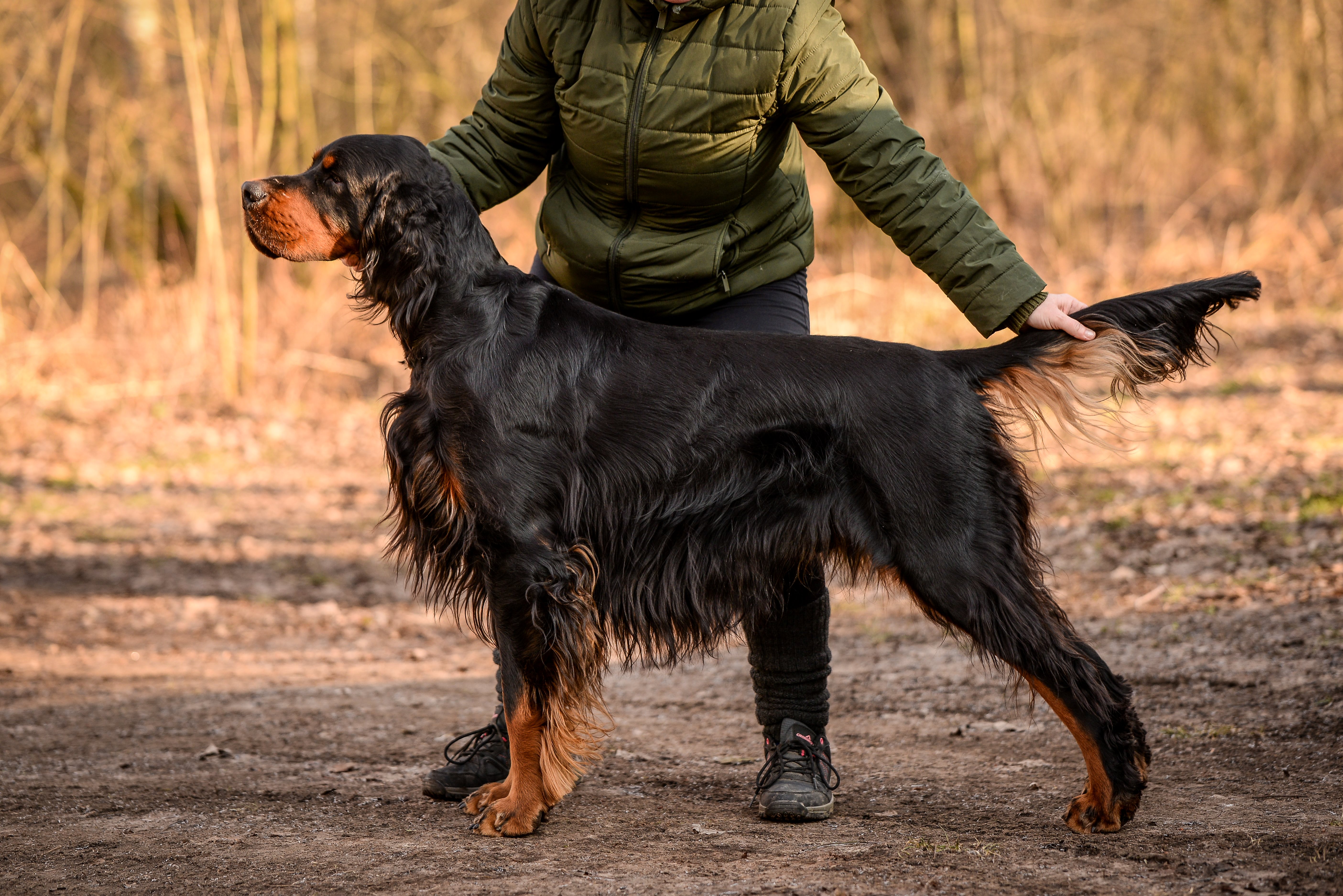 COBAIN SILESIA SETTER